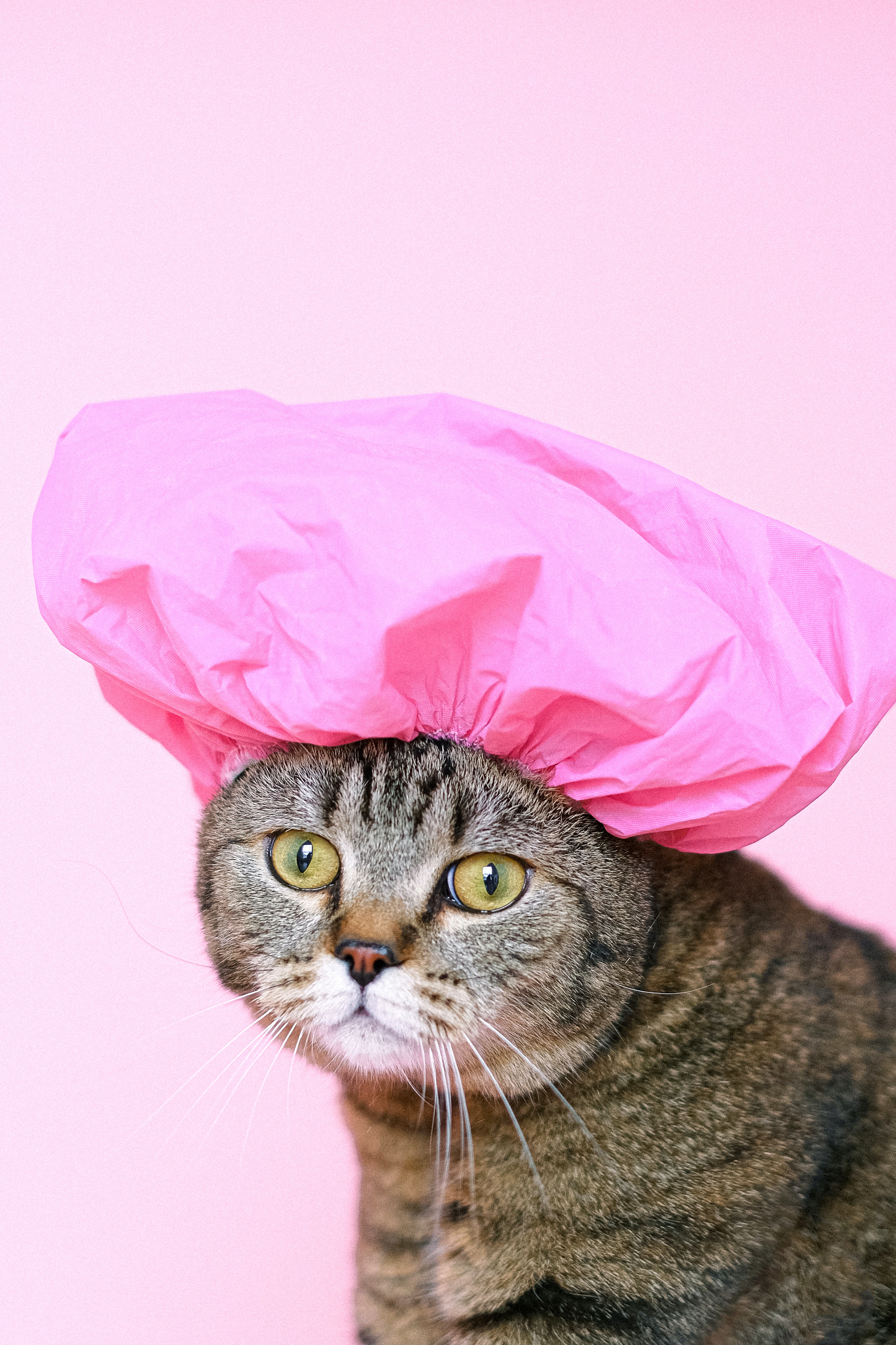 How Adopting a Pet Has Affected My Mental Health